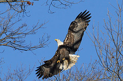Coon Lake Eagle?