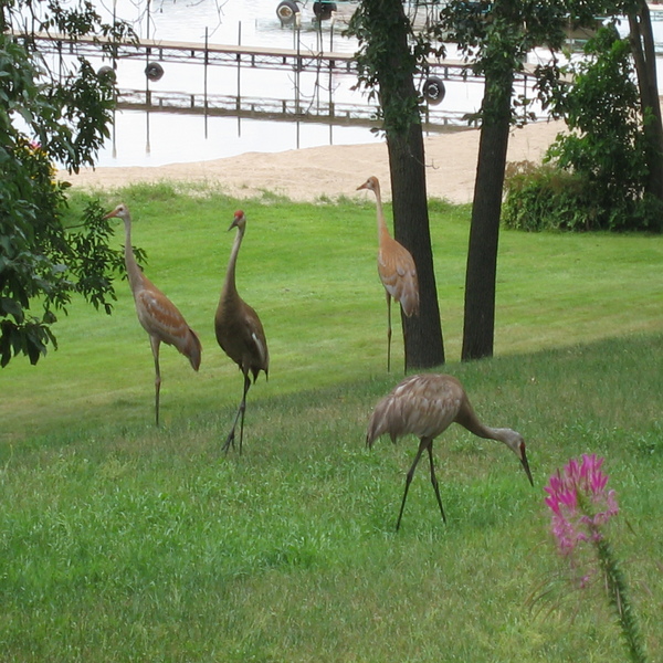 Sandhill Cranes
