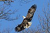 Coon Lake Eagle?