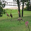 Sandhill Cranes